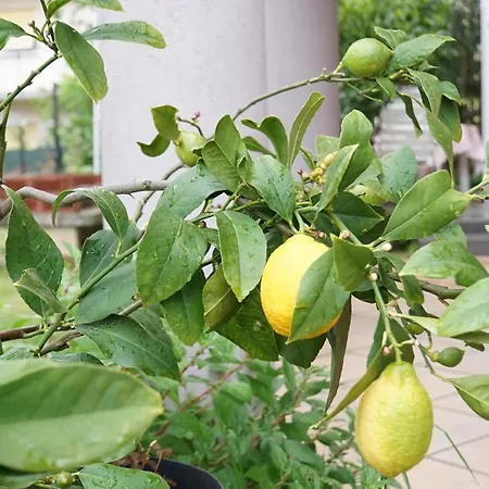 Flora *