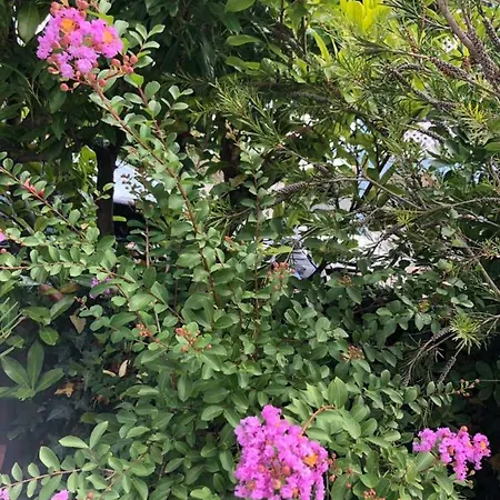 Apartment Flora Pula