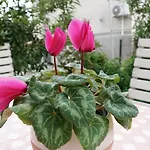 Flora