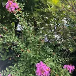 Apartman Flora Póla