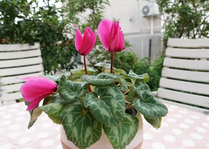Flora