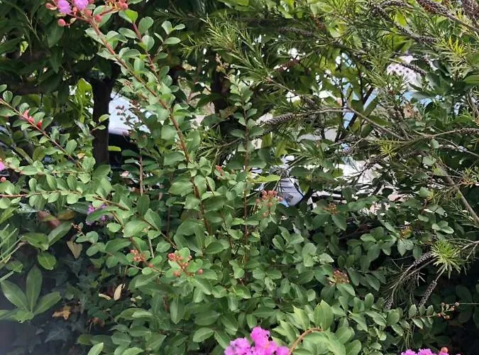 Апартаменты Flora Пула